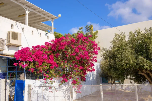 Blühende Bougainvilleen Blühen Auf Der Straße Dorf Pyrgos Auf Santorin — Stockfoto