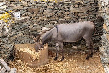 Taş bir ağılda saman yiyen bir eşek. Folegandros adasındaki kırsal alan. Yunanistan