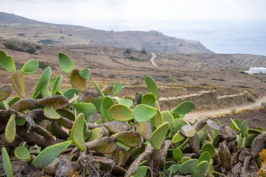 Dikenli armut, kaktüs inciri aynı zamanda Opuntia olarak da bilinir. Yaz mevsiminde deniz kenarında yetişir. Folegandros Adası, Yunanistan