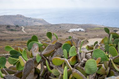 Dikenli armut, kaktüs inciri aynı zamanda Opuntia olarak da bilinir. Yaz mevsiminde deniz kenarında yetişir. Folegandros Adası, Yunanistan