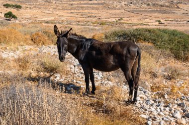 Otlakta katır otluyor. Folegandros adasının kırsal kesiminde. Cyclades, Yunanistan