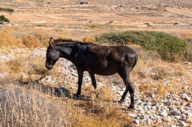 Otlakta katır otluyor. Folegandros adasının kırsal kesiminde. Cyclades, Yunanistan