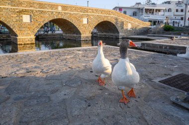 Paros, Yunanistan - 27 Eylül 2020: Yunanistan 'ın Paros Adası' ndaki Naoussa 'da bir çift kaz