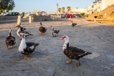 Paros, Yunanistan - 27 Eylül 2020: Yunanistan 'ın Paros adasında Naoussa' da sokaktaki Muscovy ördekleri