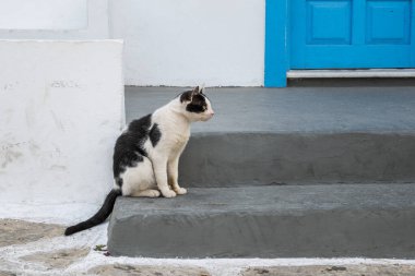 Mavi kapılı beyaz bir evin önünde oturan kedi. Antiparos adasında tipik Yunan görüşü. Yunanistan