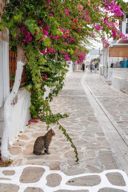 Antiparos, Yunanistan - 28 Eylül 2020: Antiparos adasında sokakta oturan kedi. Cyclades, Yunanistan