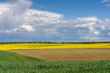 Gökyüzünün altındaki sarı kolza tohumu tarlası. Polonya 'da ilkbahar. Avrupa