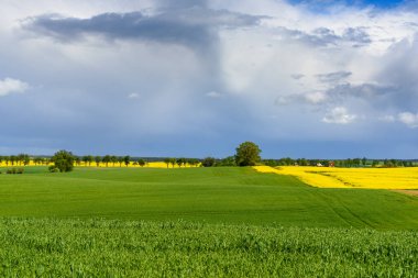 Gökyüzünün altındaki sarı kolza tohumu tarlası. Polonya 'da ilkbahar. Avrupa