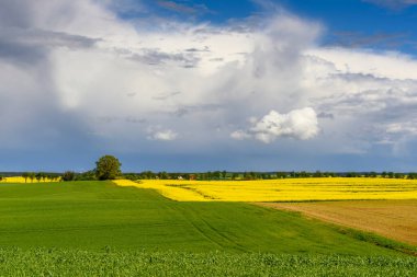 Gökyüzünün altındaki sarı kolza tohumu tarlası. Polonya 'da ilkbahar. Avrupa