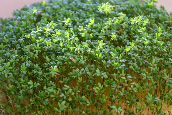 Junge Grüne Kresse Sprießt Gartenkultur Innenräumen — Stockfoto