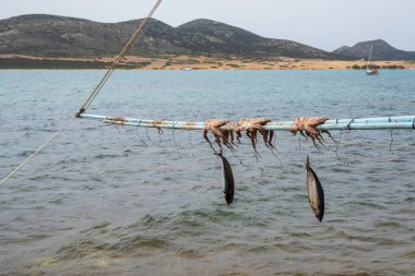 Ege Denizi kıyısında kurutulmuş balık ve ahtapot. Antiparos Adası, Cyclades, Yunanistan despotiko