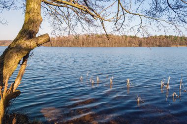 Baharın başlarında gölün kıyısındaki ağaç. Polonya 'da Kashubia