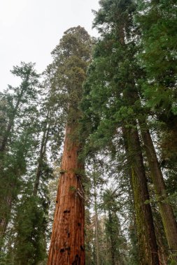 Kaliforniya 'daki Sequoia Ulusal Parkı. Park dev sekoya ağaçları ile ünlüdür. Birleşik Devletler