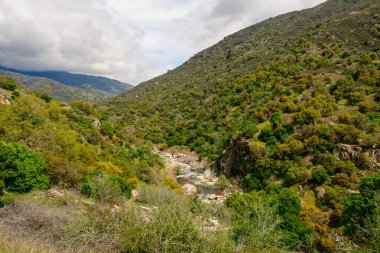 Sequoia Ulusal Parkı 'ndaki yeşil tepeler. Kaliforniya, Birleşik Devletler