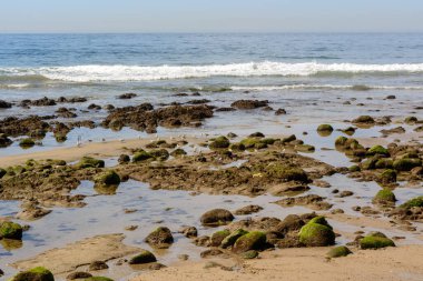 Kuşlar Kaliforniya 'daki Malibu Lagoon Eyalet Sahili' nde yiyecek arıyor. ABD