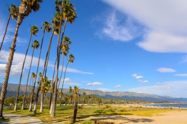 Santa Barbara sahil şeridinde palmiye ağaçları, Kaliforniya, ABD