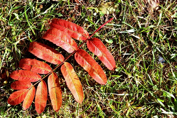 明るい色の秋の葉に描かれました。 — ストック写真