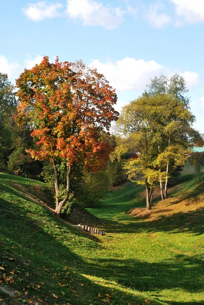 Multicolored yellow and red autumn trees in park — Stock Photo, Image