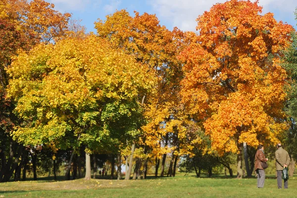 Wielobarwny żółty autumn drzewa w parku — Zdjęcie stockowe