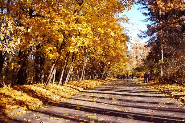 Wielobarwny żółty autumn drzewa w parku — Zdjęcie stockowe