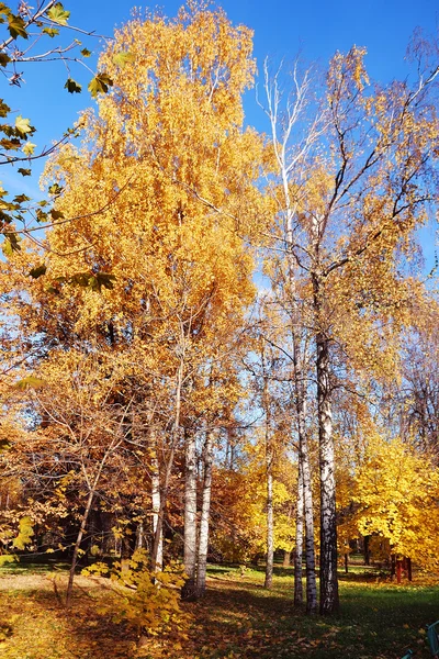 Ljusa träd med färgglada löv på hösten — Stockfoto