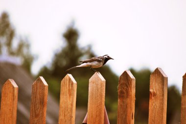 Bir yaz gününde su kuşları