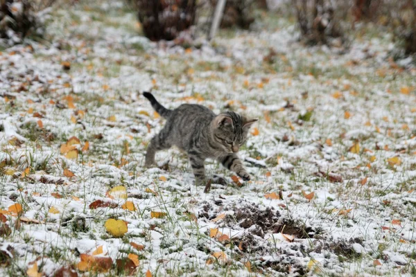 Grau gestreiftes Kätzchen spielt an einem frostigen Herbsttag im Freien — Stockfoto