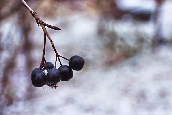 Las bayas del serbal sobre el árbol bajo la primera nieve en el día helado otoñal — Foto de Stock