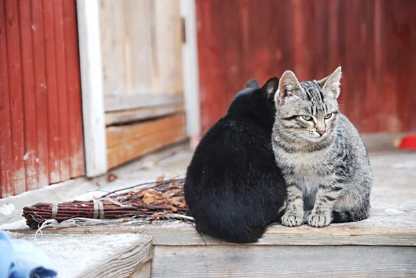 Grijze strepen en zwarte kitten buiten op een koude herfst dag — Stockfoto