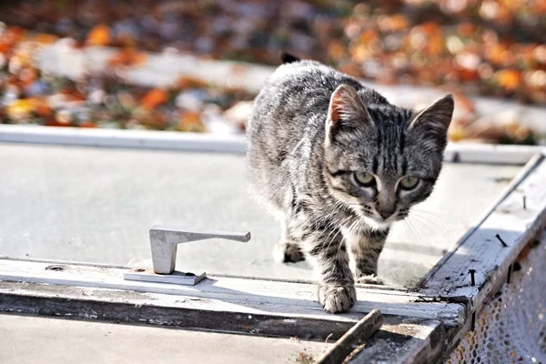 Grå randig kattunge spelar på en frostig höst dag utomhus — Stockfoto