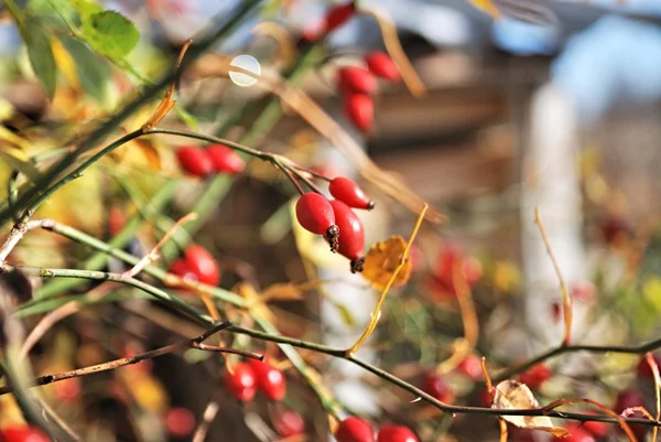 Baies de églantier congelées sur les branches — Photo