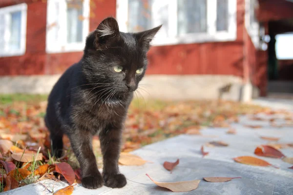 Schwarzes Kätzchen beim Spielen an einem frostigen Herbsttag — Stockfoto