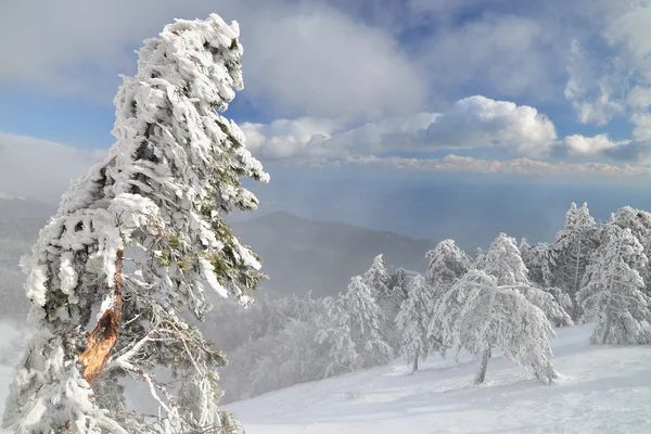 Karla kaplı dağ Ai - Petri Crimea'da doruklarına — Stok fotoğraf