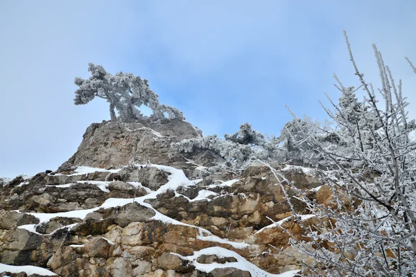 Icy trees grown into the rocks on top of the mountain Ai-Petri in Crimea — Stock Photo, Image