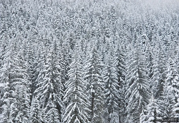 Les v horách Bulharska v Bansko — Stock fotografie