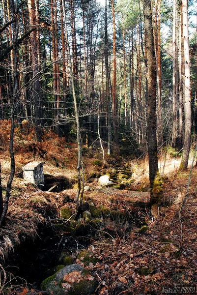 Bosque en las montañas de Bulgaria en Bansko —  Fotos de Stock