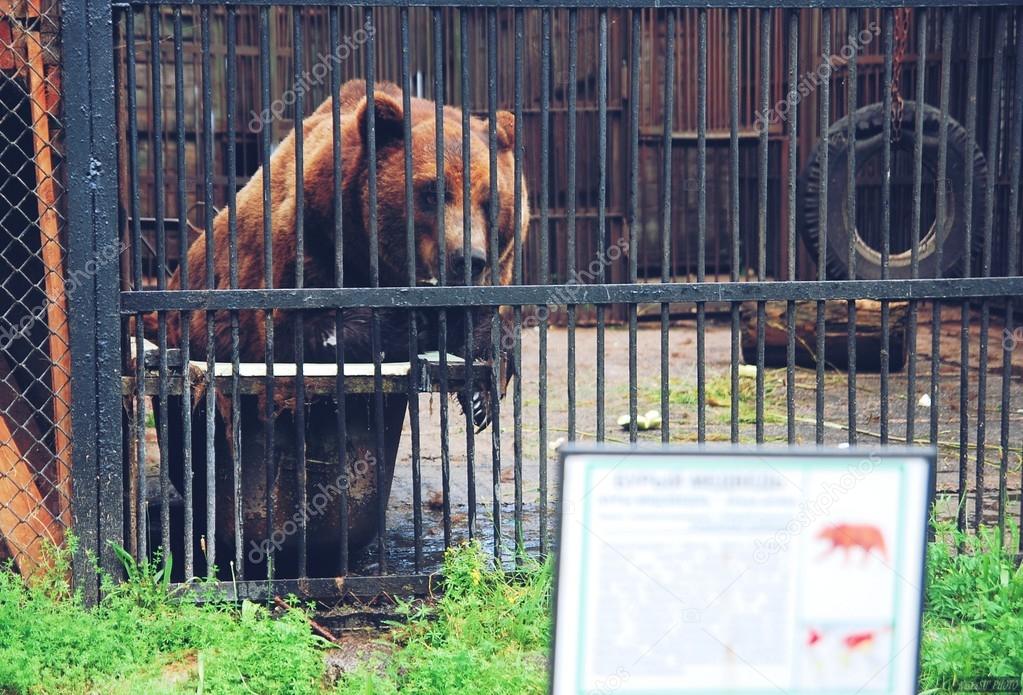 Brown bear behind bars in a zoo enclosure