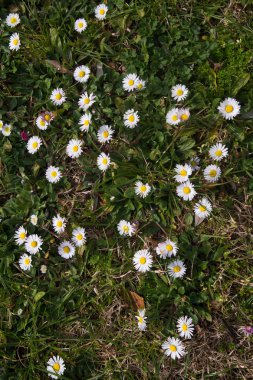 Garda Gölü kıyısında bir parkta küçük bahar papatyalar