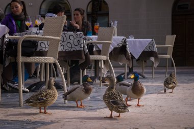 Ördekler Gölü kıyısındaki Garda İtalya gıda için dilenmek