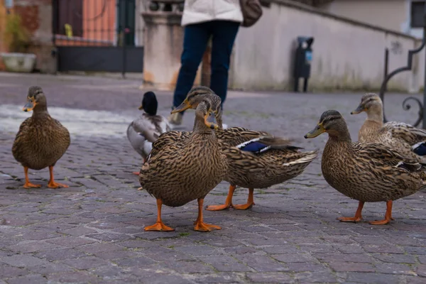 Patos piden comida en la orilla del lago de Garda en Italia —  Fotos de Stock