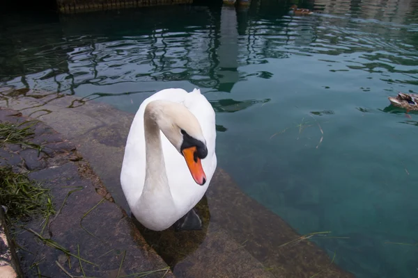 Cisne pidiendo comida en la orilla del lago de Garda — Foto de Stock