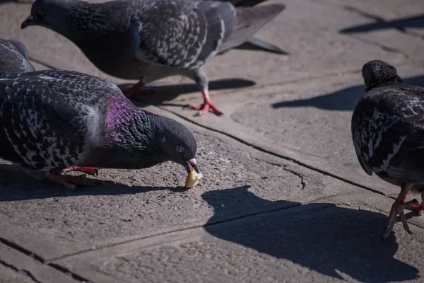 Pombos na Praça de São Marcos em Veneza — Fotografia de Stock