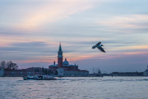 Seagull flies on a background of an ancient fortress at sunset — Stock Photo, Image