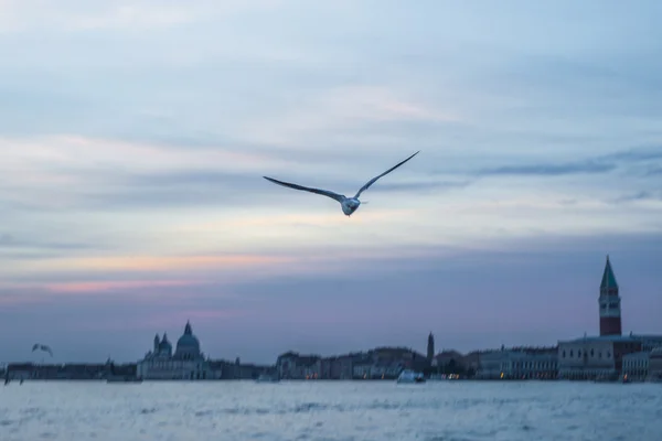 Seagull flies on a background of an ancient fortress at sunset — Stock Photo, Image