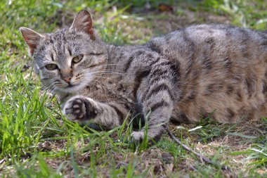 Otların arasında yalan Gri çizgili kedi