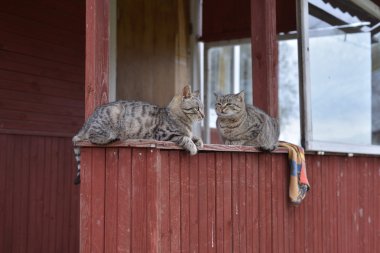 Bir ahşap sundurma çiftlik üzerinde oturan Gri çizgili kedi