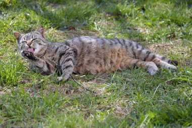 Otların arasında yalan Gri çizgili kedi