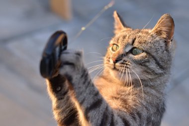 Kamera için bir kapak ile oynarken Gri çizgili kedi