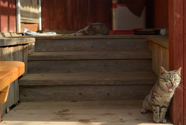 Gatto grigio a strisce seduto su un portico in legno casale — Foto Stock