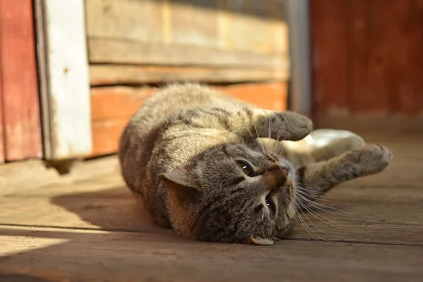 村で休んでいるグレーのトラ猫 — ストック写真